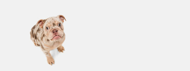 istock Merle French Bulldog playing on white studio background 1308423542