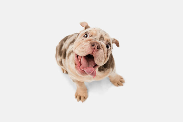 Happy. Merle French Bulldog playing isolated on white studio background. Young doggy, pet looks playful, cheerful, sincere kindly. Concept of motion, action, pet's love, dynamic. Copyspace.