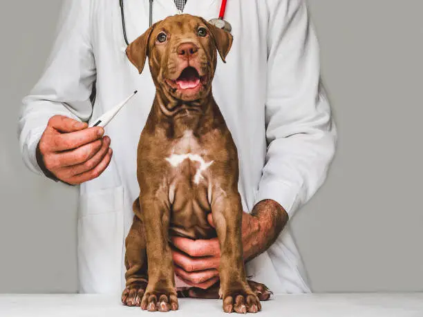 Adorable puppy of chocolate color at the reception at the vet doctor. Close-up, isolated background. Studio photo. Concept of care, education, obedience training and raising of pets