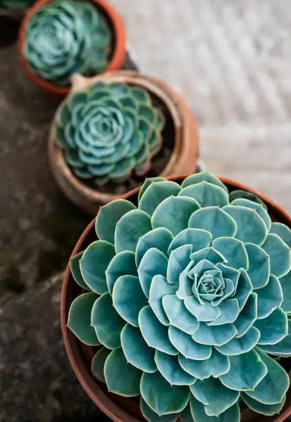 Succulent plants on stairs outdoor in the front yard