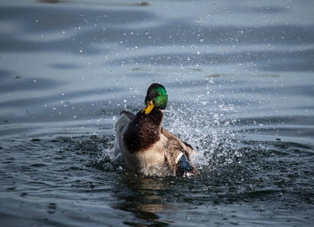 istock Mallard duck (Anas platyrhynchos) splashing in a lake. 1308426726