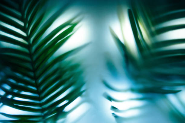 istock Palm leaves on the glass in a blur 1308427582