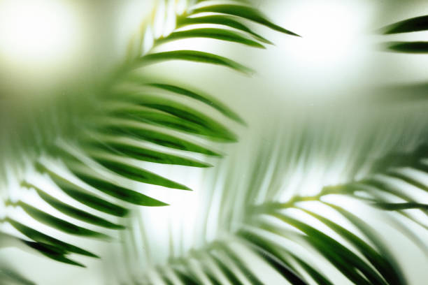 istock Palm leaves on the glass in a blur 1308427585