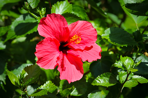 Hibiscus flower with red petal bloom in garden. Hibiscus flower has botanical name hibiscus rosa sinensis from malvaceae family. Hibiscus flower usually called rose mallow or shoeblackplant