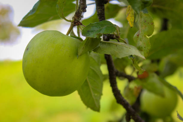 istock Green apple on a branch with leaves. 1308428339