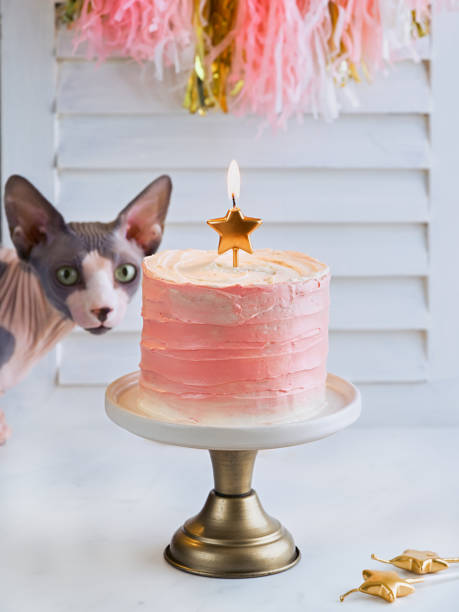 Cat's birthday. Cute sphynx cat near the birthday party cake a white light background with golden stars candles and copy space. Selective focus on cake. Greeting card, poster, birthday concept. el cumpleaños del gato. lindo gato sphynx cerca del pastel de fiesta de cumpleaños un fondo de luz blanca con velas de estrellas doradas, espacio de copia. enfoque selectivo en el pastel. tarjeta de felicitación, póster, concepto de cumpleaños.