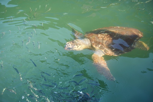 A green Sea Turtle swims through blue water on the Great Barrier Reef at LAdy Elliot Island in Queensland