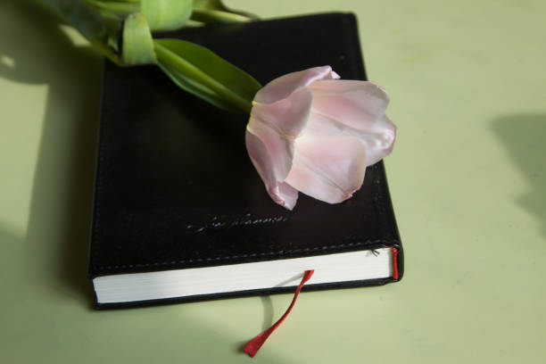 istock Pink tulip flower lies on a black diary book notebook light background. Beautiful abstract background. Waiting for spring. Happy postcard 1308429527