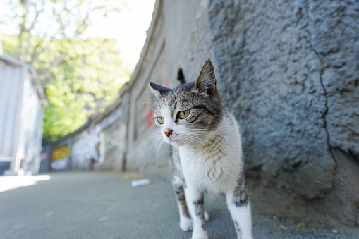 Pretty Cat walking on street