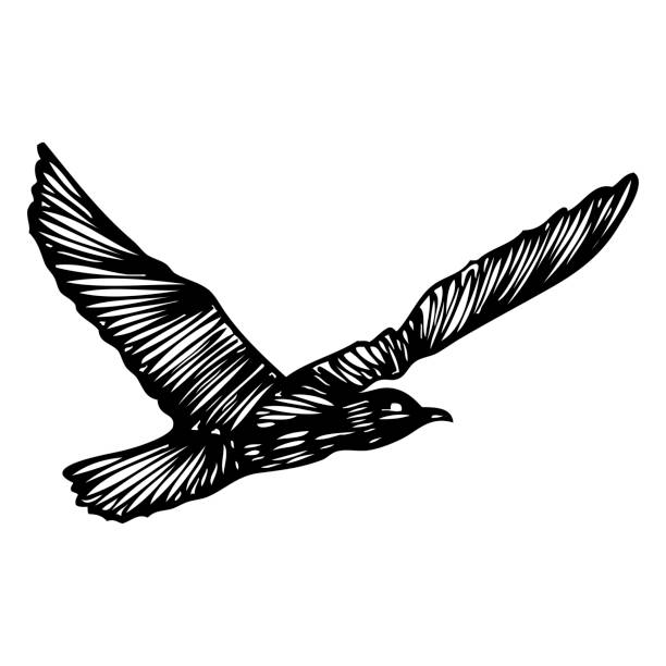 ilustraciones, imágenes clip art, dibujos animados e iconos de stock de pájaro gaviotas, boceto de tatuaje de marinero náutico. trazo negro de silueta de gaviota de mar volador sobre fondo blanco. dibujos marinos forma de pájaro de agua en vector. - black pencil flash