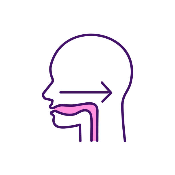 Swallowing reflex RGB color icon Swallowing reflex RGB color icon. Deglutition. Safely liquids, solid products consumption. Oral cavity. Dysphagia. Moving food from mouth and throat to stomach. Isolated vector illustration esophagus stock illustrations