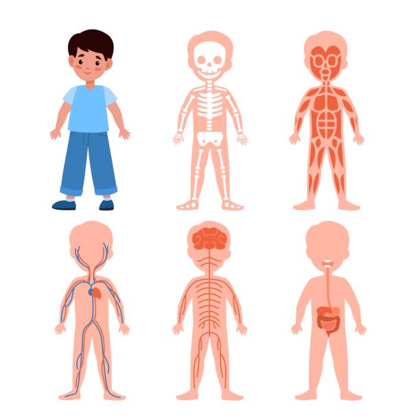 Boy Body System Kids Anatomy Poster Medical Education Schemes Skeletal  Muscular And Nervous Circulatory And Digestive Systems Bones Muscles And  Organs Vector Cartoon Illustration Stock Illustration - Download Image Now  - iStock