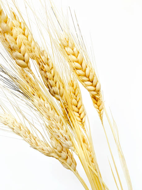 istock Bunch of wheat ears isolated on white 1308432336