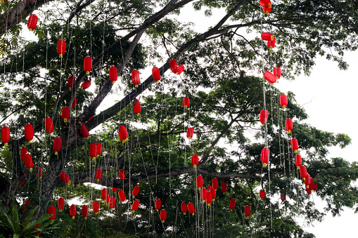 Red lanterns hanging on bountiful tree.