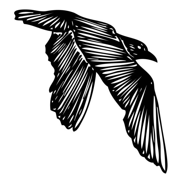 ilustraciones, imágenes clip art, dibujos animados e iconos de stock de silueta de trazo de forma marina aislada de pájaro gaviota volando en el aire inspiración cuerpo flash tatuaje tinta para el marinero vector. - black pencil flash