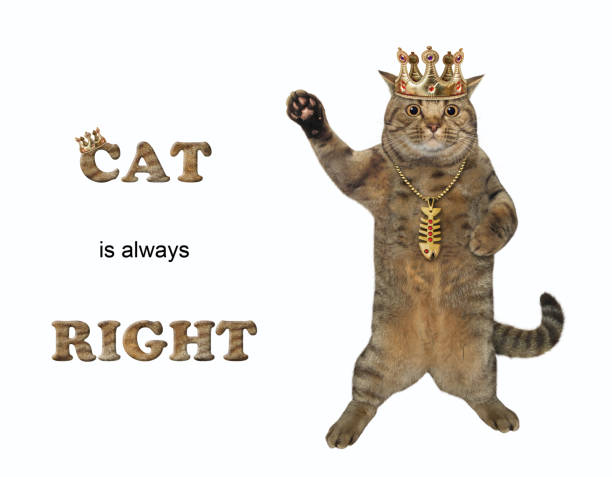 A beige cat in a golden crown is standing and waving paw. Cat is always right. White background. Isolated.