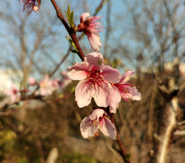 groups of pink peach flower blossom groups of pink peach flower blossom in sunny afternoon in the afternoon long stamened stock pictures, royalty-free photos & images