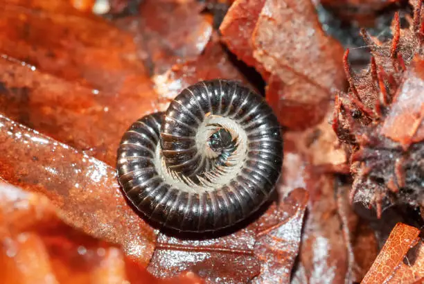 Closeup macro image of a millipede rolling up on the forest floor for protection