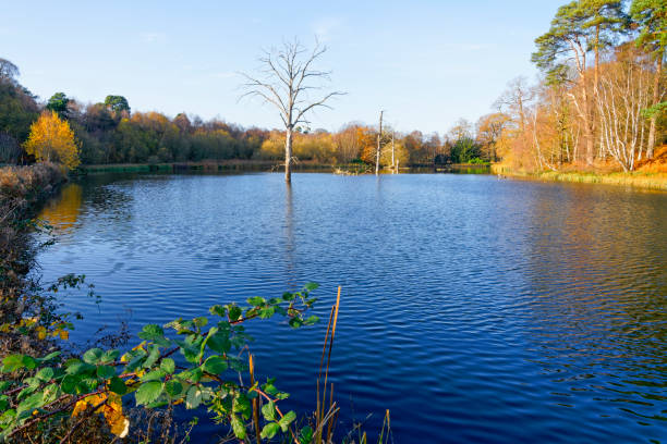 istock Autumn afternoon beside a tree lined lake 1308435329
