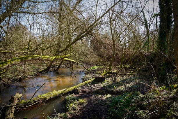 istock Tangled fallen trees lie across a shallow stream 1308435335