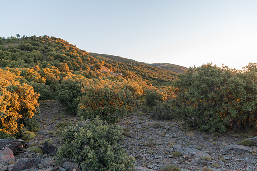 sunrise in the Sierra Nevada mountains, there are trees and bushes, the sky is clear