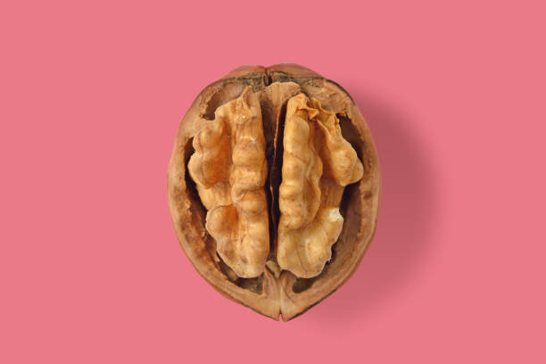 open walnut on pink background - concept of brain, walnut and woman - noz imagens e fotografias de stock