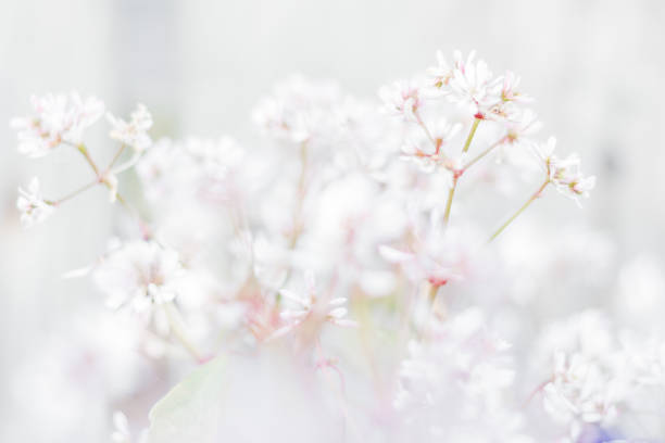 istock little white flowers on a white background 1308437347
