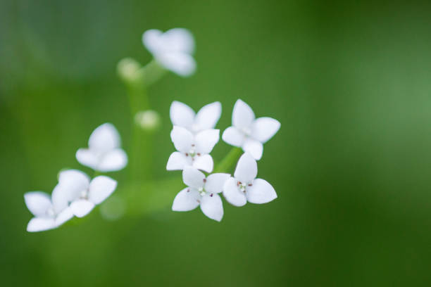 istock Little white flowers on a light green background 1308437391