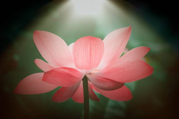 lotus and god's light - single flower macro lotus close up imagens e fotografias de stock