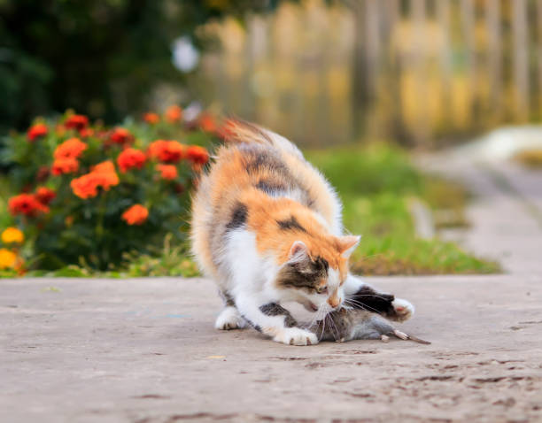 istock fluffy cat playing in the garden with a caught rodent rat bouncing high 1308438292