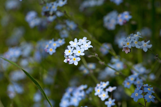 istock Scorpion grasses or Forget me nots 1308438820