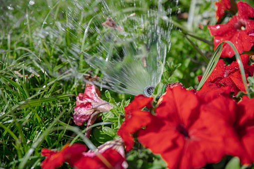 The sprinkler sprinkles the flowers in the grass abundantly. The concept of garden care in the hot season.