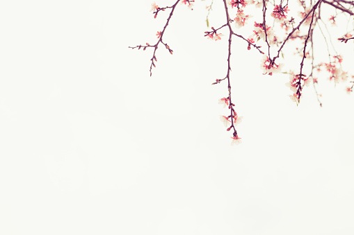 Plum branch plant in white background with empty copy space.