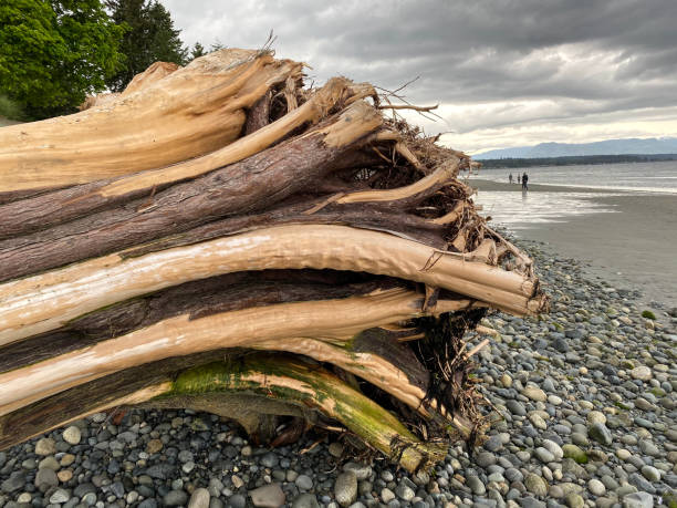istock Vancouver Island seascape 1308440633