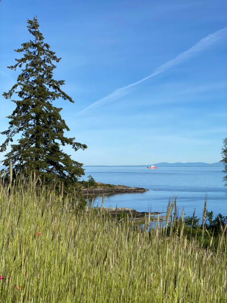 istock Vancouver Island seascape 1308440655