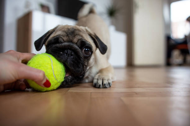 istock cute small dog pug playing with tenis ball 1308441471
