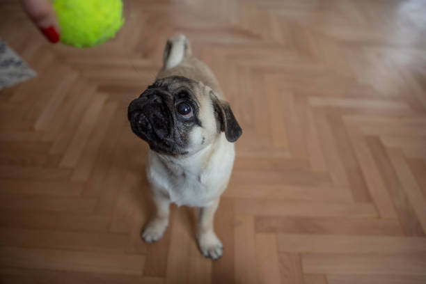 istock cute small dog pug playing with tennis ball 1308441480