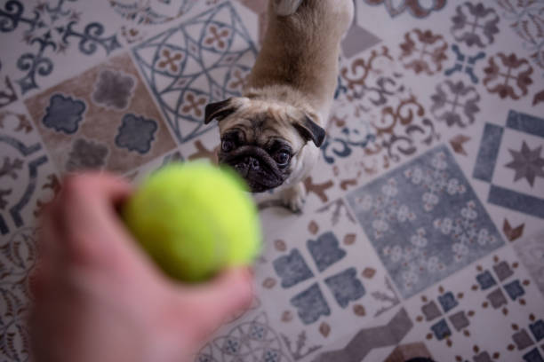 istock cute small dog pug playing with tennis ball 1308441492