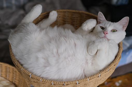 playful white cat lying in basket, looking at camera
