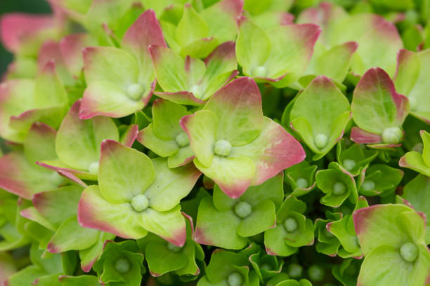 istock Colored flowers hydrangea，Hydrangea macrophylla，Forever Summer，Endless Summer 1308442312