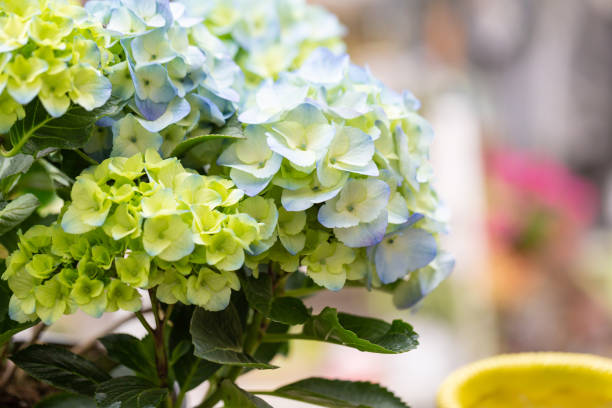 istock Colored flowers hydrangea，Hydrangea macrophylla，Forever Summer，Endless Summer 1308442910