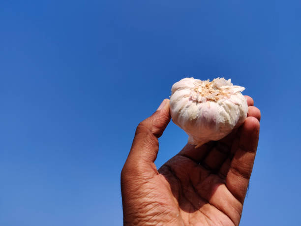 istock South Indian young man holding one big size garlic bulb .Cloud background 1308442930