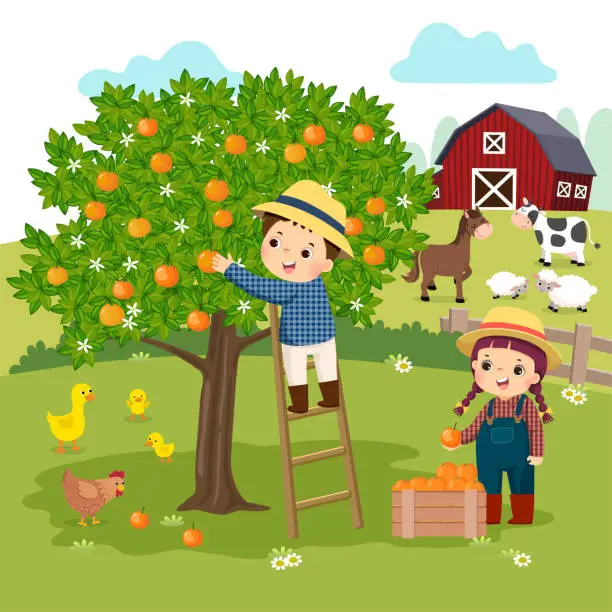Vector illustration of Vector illustration cartoon of little boy and little girl picking oranges in the farm.