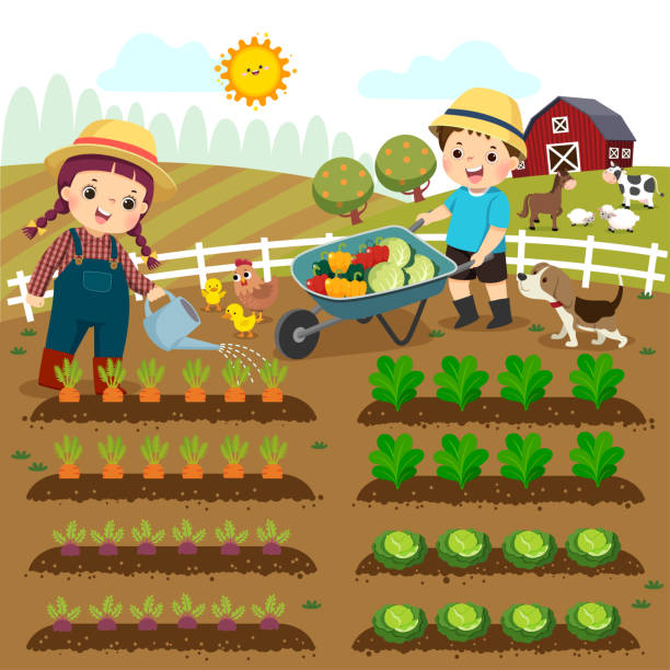 Vector illustration cartoon of girl watering vegetable plants and boy pushing the wheelbarrow of vegetables on the farm. Vector illustration cartoon of girl watering vegetable plants and boy pushing the wheelbarrow of vegetables on the farm. farm cartoon animal child stock illustrations