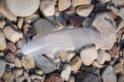 White bird feather lying on the pebbles on seaside. Picture in white and gray tones