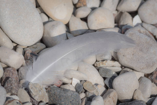 istock White bird feather lying on the pebbles on seaside 1308444589