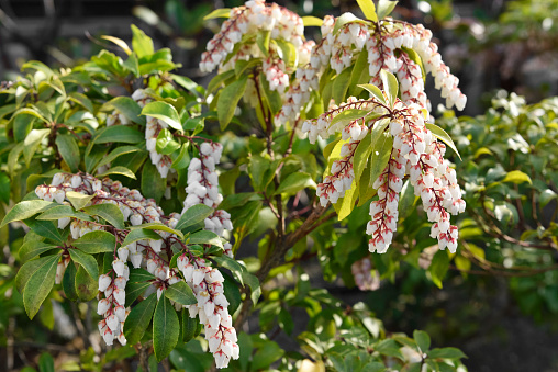 Flowers that bloom in spring. Japanese andromeda, Lily of the valley bush, Pieris japonica