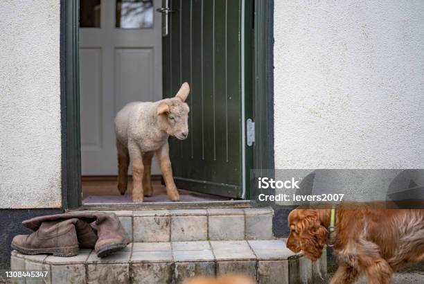 Cute Pet Lamb And Cocker Spaniel On The Doorstep Of A Domestic House Stock Photo - Download Image Now