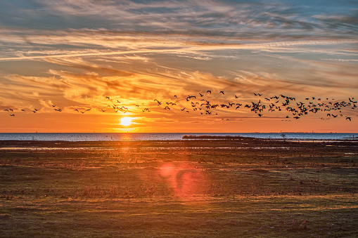 Sundown over the Baltic Sea at Bunkeflo Strandangar. A flock of sea birds is crossing the scene at sunset on the green reserve. Bunkeflostrand, Sweden