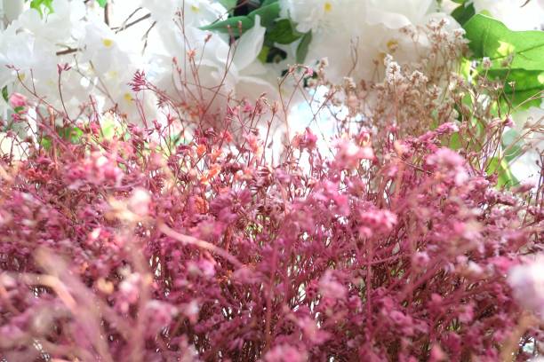 istock In selective focus sweet dried flower bouquet with white flora for background backdrop 1308446223